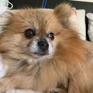 Meet your Posher, Tracy